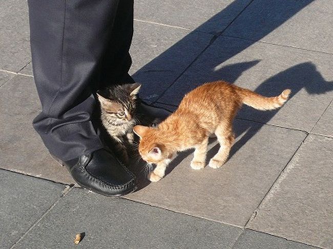 子猫もいました。<br />おじさんの足にべったり。<br />その様子をず〜っと観察している娘でした。