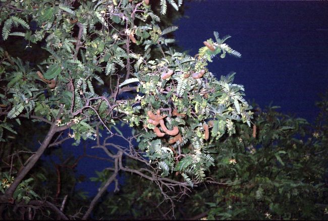 タマリンドウの木。お菓子も美味しい。<br />