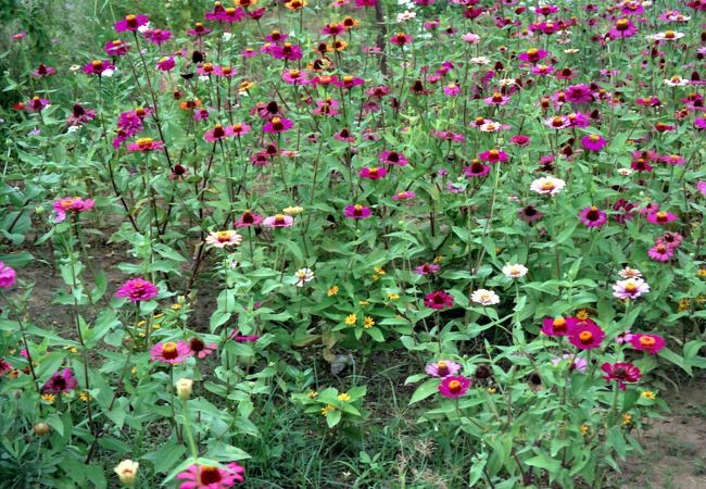 庶民的な百日草の花が懐かしい。<br />