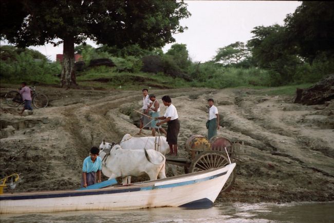 イラワジ川サンセットクルーズ。河岸では水浴びや洗濯など。牛も船に乗せるのかな？<br />
