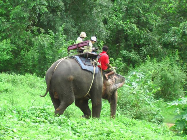 象結構ゆれます。一歩ずつで、上下に50cmは移動しているのでは？