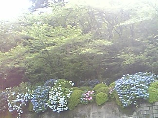 駐車場に着いて目に付いたあじさい