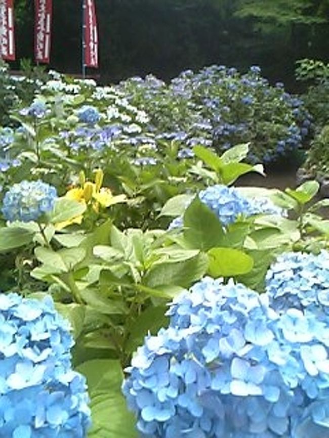 あじさいがたくさん♪