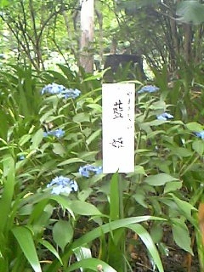 藍姫<br /><br />とても小さくてかわいいあじさいです♪