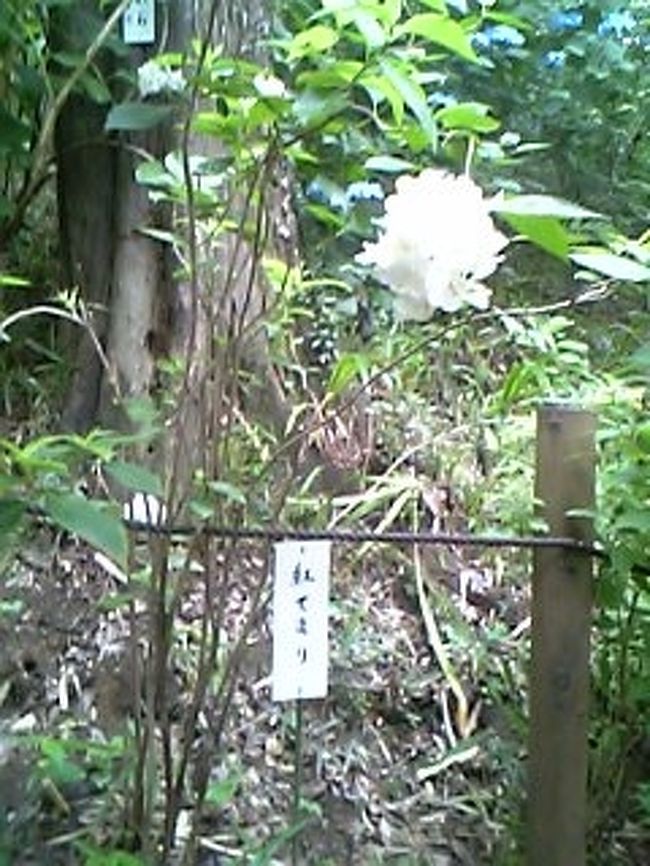 紅てまり<br /><br />ほんのりピンクでかわいいあじさいです♪