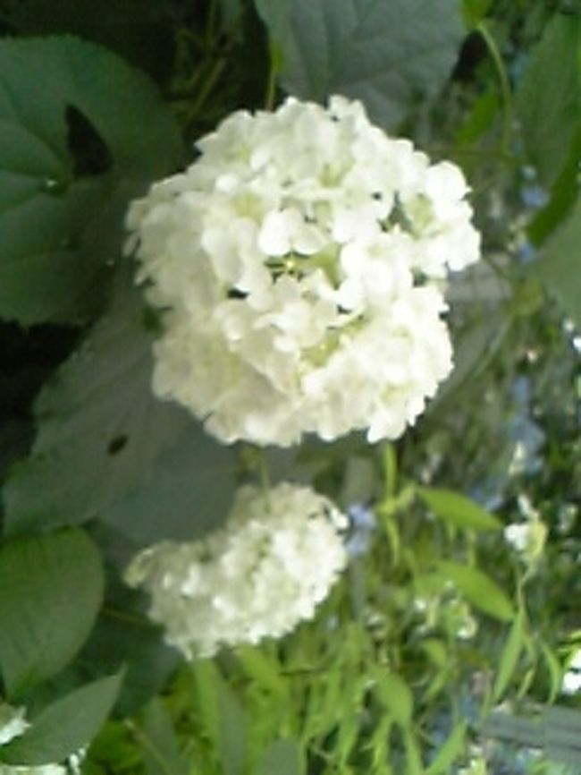 白いのもいいですね