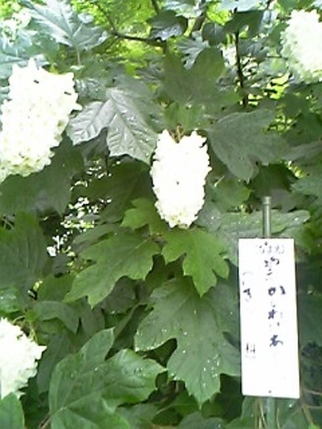 垂れ下がってるあじさいもあるんですね