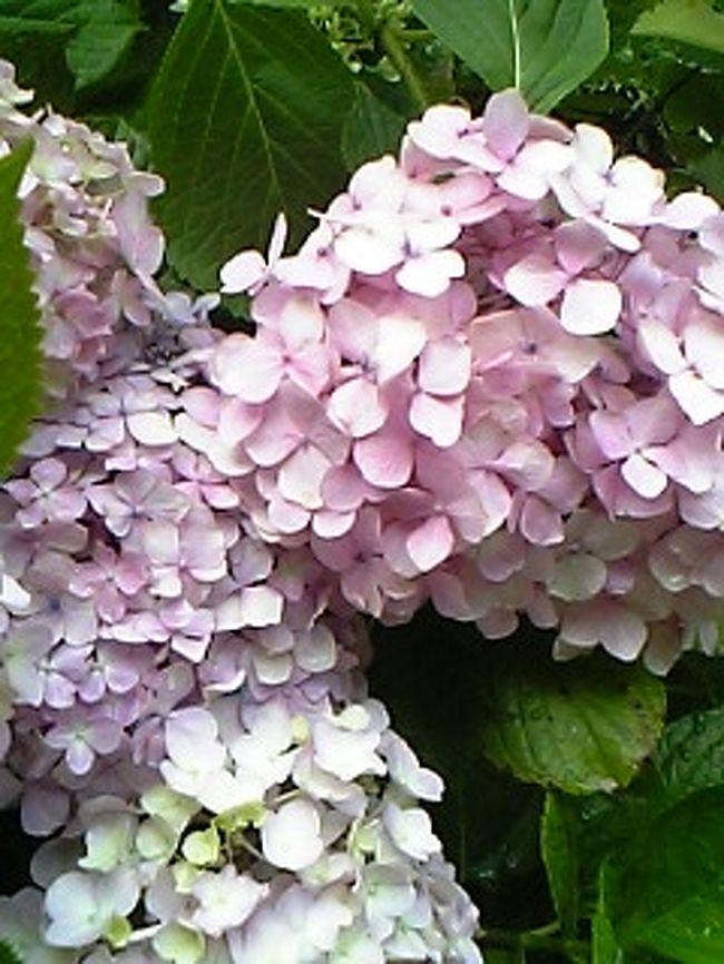 ピンクもかわいい♪