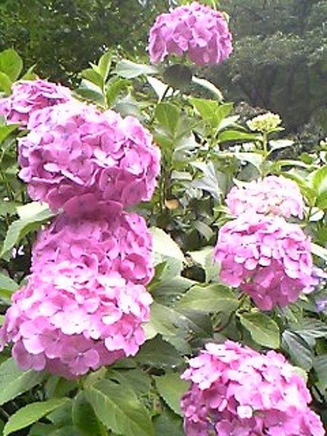 濃いピンクです