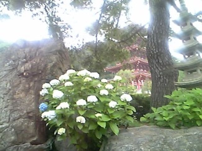 水舎の近くにあるあじさい