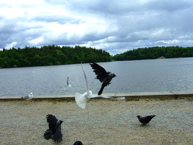 あっと言う間に空中戦が始まりました。がしかし、圧倒的にカラス軍が優位。