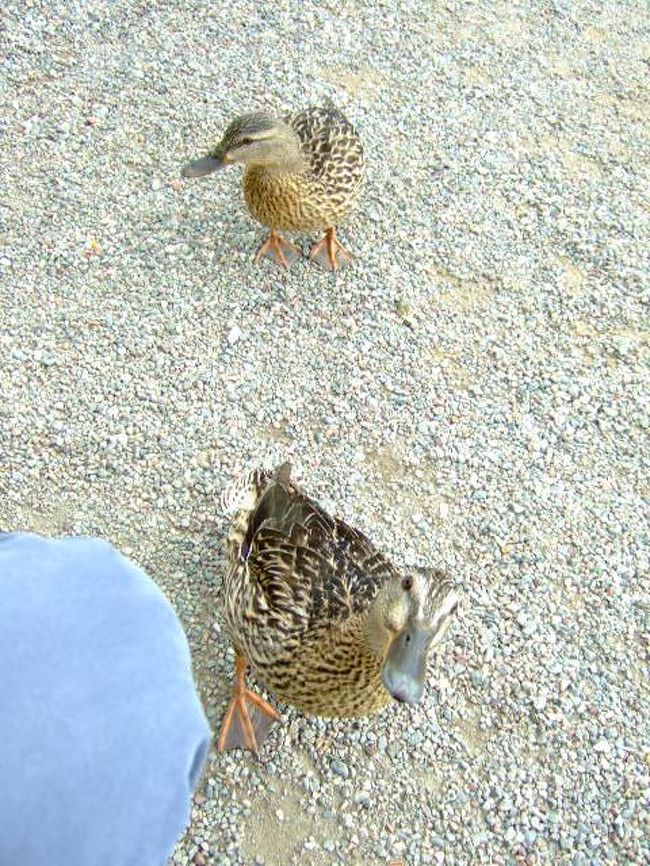 この子たちは勝負を避けてスリスリ作戦に変更。