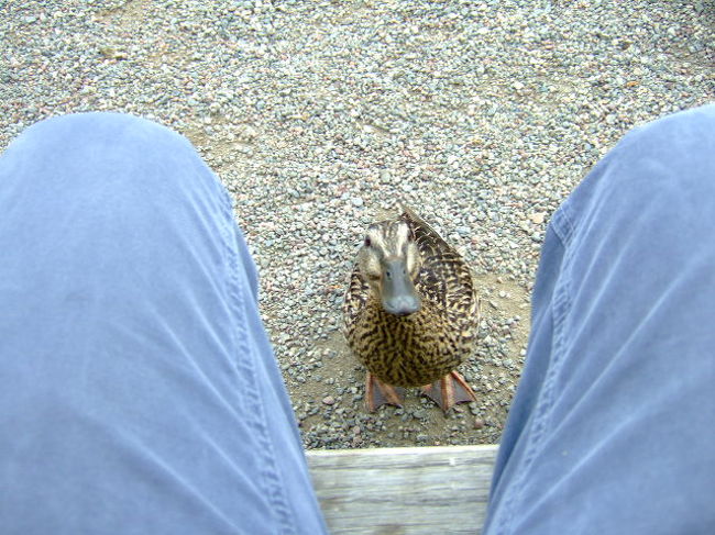 「くれ！」好位置をキープ。