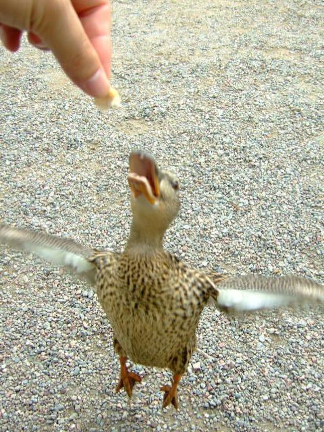 鴨「（ちきしょーじらしやがって）ジャ〜ンプ！」