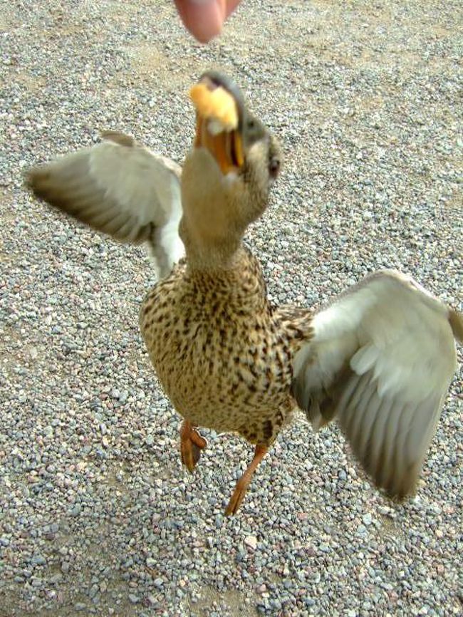 鴨「ゲッツ！」