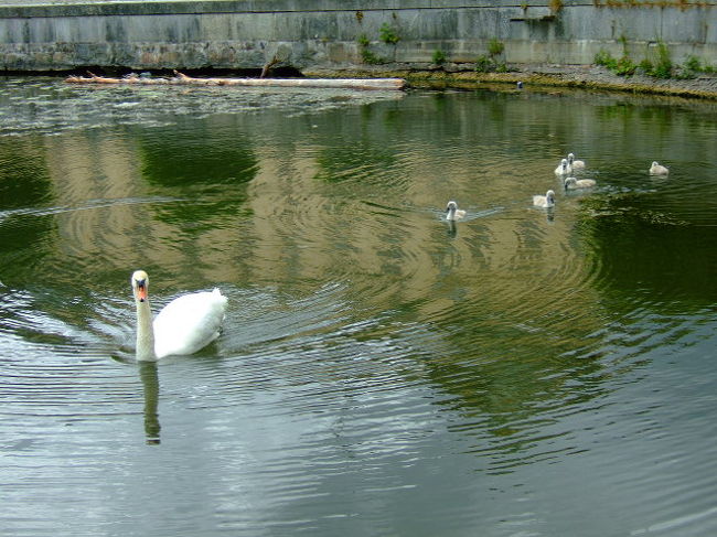 こちらでは白鳥の親子が移動中。