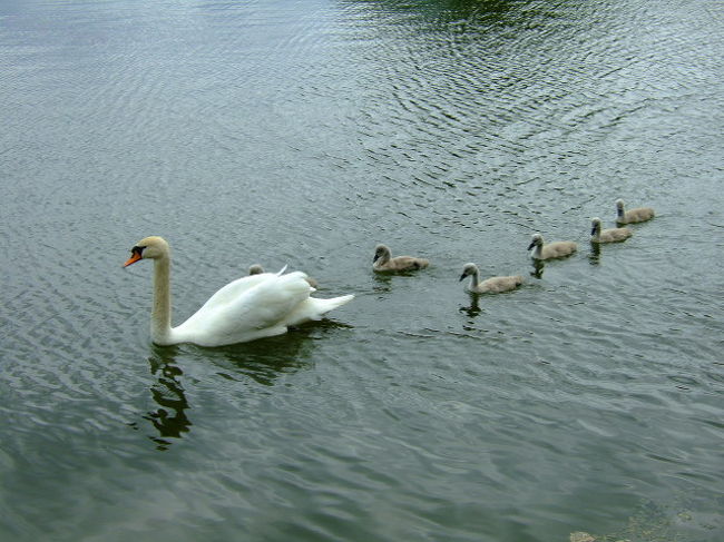 ついていくのに一生懸命でした。