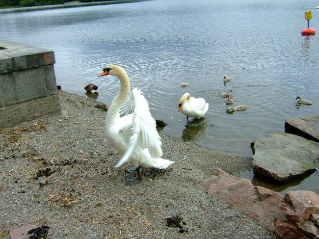 お父さん白鳥が羽をぱたぱた。