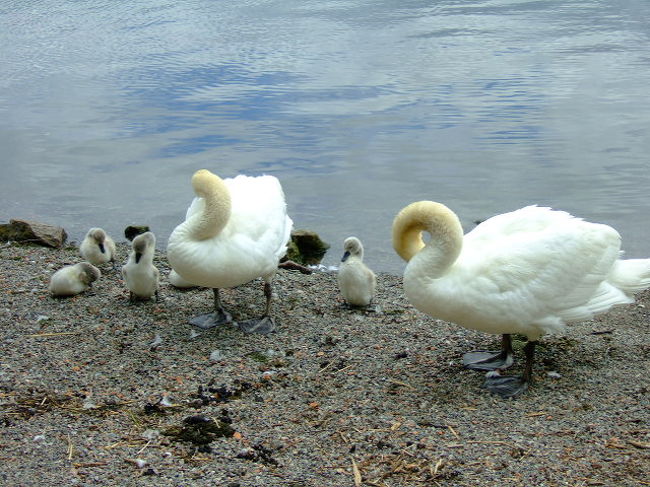両親の真似をして（手入れをするほど羽なんて生えてないくせに）毛づくろいをする姿がまた可愛い〜ぃ。