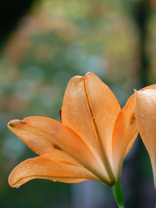 ゆりゆり  道の駅 シマエナガバージョンピンズ 12ヶ所 Amazon.co.jp: 北海道 道の駅 シマエナガピンズ 全9種