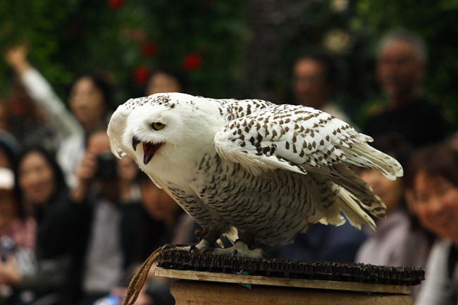 鳥に囲まれ幸せ 富士花鳥園 富士宮 静岡県 の旅行記 ブログ By けちゃたびたび Naokosaimi さん フォートラベル