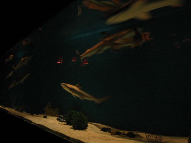 ランカイフォンの会員制の高級クラブ（爆音で踊るほう）の奥に大きな水槽でサメがうようよしてました。高級なお店なだけに白人（しかも美男美女ばかり）が楽しそうにはしゃいでいました。まさに映画のようでした。