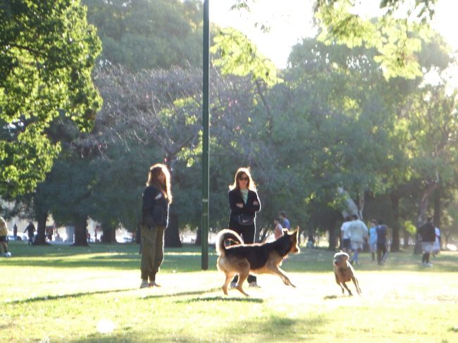 リードをつけて犬を散歩させてる人は、ほとんど見かけなかった。