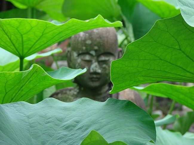 地蔵寺の古代蓮』三豊(香川県)の旅行記・ブログ by