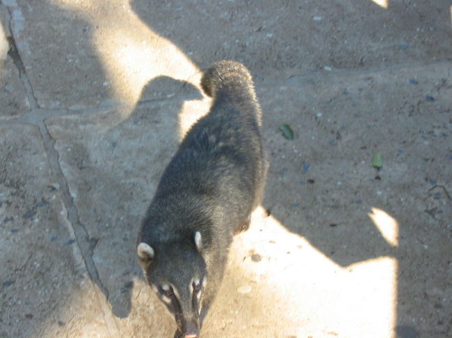 ハナグマくん、登場。