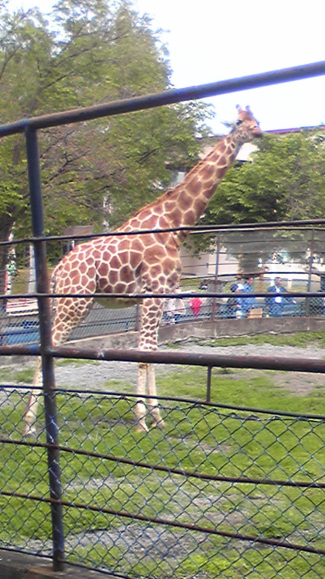 旭山動物園にキリンがいる事を知らなかった！<br />１頭しか見えなかったが、とても大きくて圧巻でした。