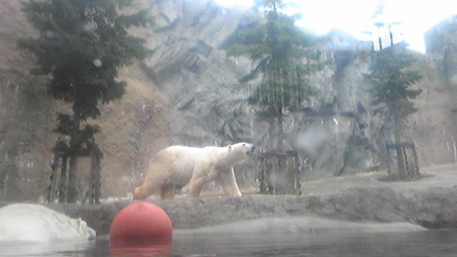 ダイブこそ見られなかったが、間近で見たのがはじめてだったので、迫力があった。