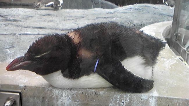 小さくて怯えてるようにも見えたペンギン。<br />でも、ペンギンってよく見ると目が赤いんですね。