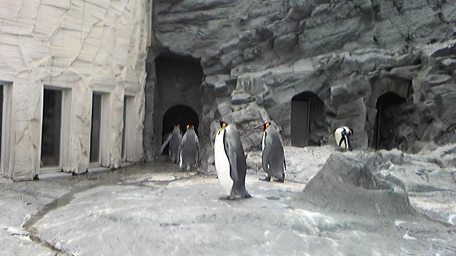 もぐもぐタイムの時間になって、ペンギンがみんな背を向けて帰っていくところ。<br />一斉にだったので、大笑いでした（笑）