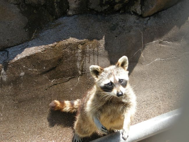 昭和新山熊牧場のアライグマ。<br />エサを上から見せるとおねだりするんです。<br />この上目使い・・萌〜もえ〜