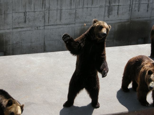 昭和新山熊牧場の羆！<br />こっちの方が迫力ありまくり〜。<br />右手あげて・・タクシー待ちかっ！（笑）<br />でも、よ〜く手を見ると可愛いニクキュウ。<br />触ってみたいな〜・・怖いけど（ＴＴ）
