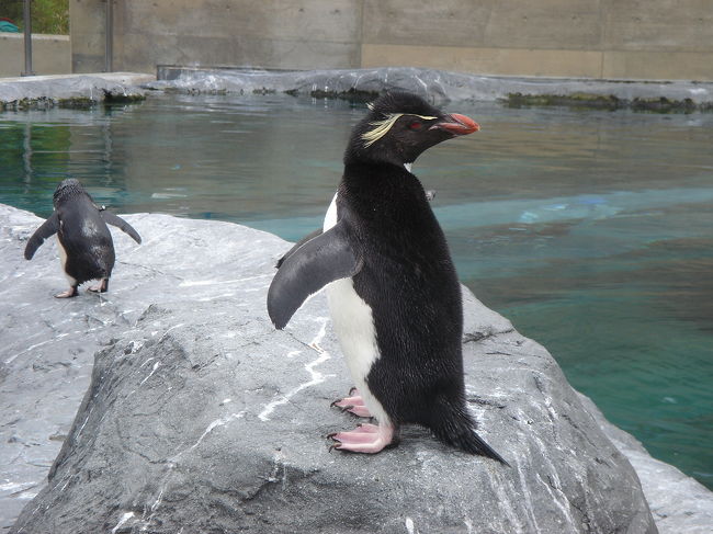 イワトビペンギンさんです。<br />小っちゃくて可愛いです。<br />冬になるとペンギンの行進が見れるんだっけ。