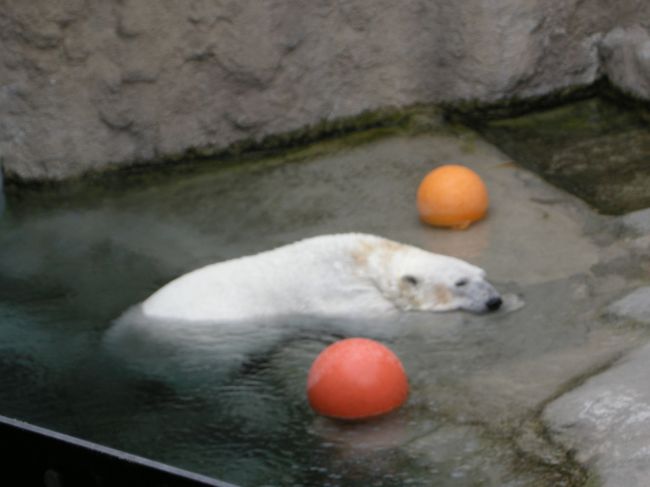 動き周ってるもう１頭の白くまに引けをとらない<br />このやる気のなさ。<br />だって、半分、水の中なんだよ？（笑）<br />絶対面白いって！あんた最高だよ。