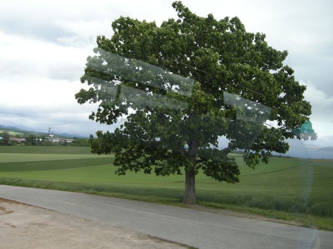 これ何の木だっけな？<br />でも、あの有名な木ですよ、ほら、ねっ。<br />バスガイドさんが何か歌ってたな〜。<br />なんだっけ。ヾ（≧▽≦；）アチャ