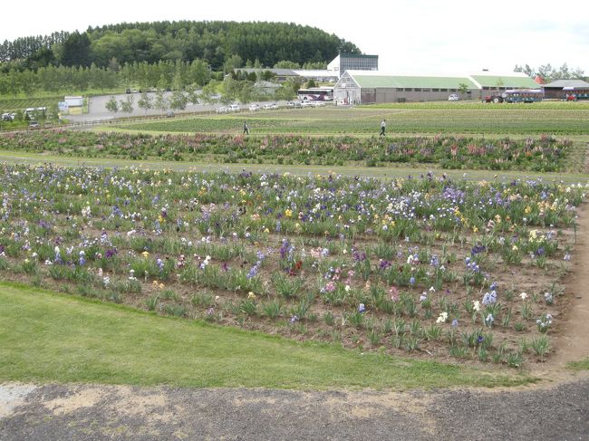 フラワーランドかみふらの。<br />やっぱりちょっと寂しい感じが…<br />花が満開になればすっごい綺麗なんだろうな。