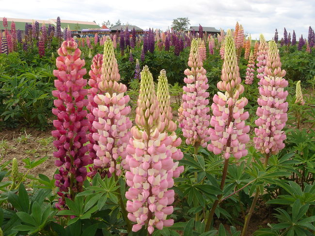 ルピナスの花。<br />なんか、北海道では何処でもかんでも咲いてる。<br />綺麗なんだけどね。<br />うちでも栽培したいんだけど・・<br />北海道で満開だったから、もう時期的には無理かな。