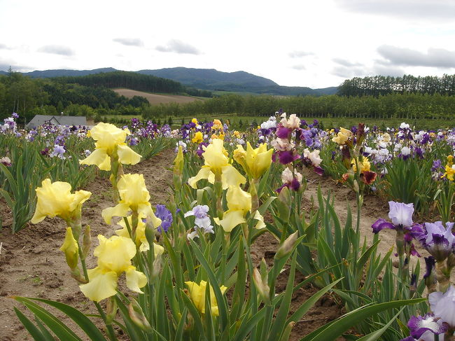 ルピナスと同じ位咲いていた、アイリス。<br />色もあって、綺麗でした。<br />アイリスといえば・・アイリス…オ・・・<br />いや。い〜わないっ！（笑）