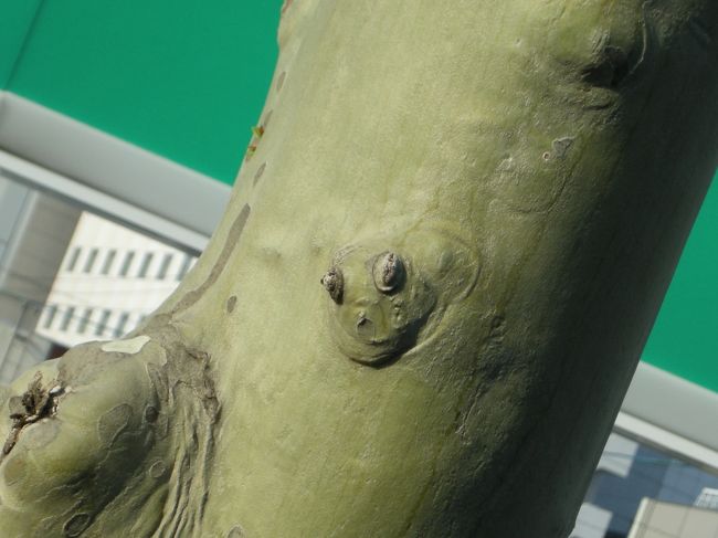 これ、あんまり意味はない…（笑）<br />ただ、函館空港に向かってる途中、<br />外を見ててたらこの木が顔に見えたってだけ。<br />・・なんだけど（／o≦）<br />面白いから撮っちゃった遊び心の写真です。