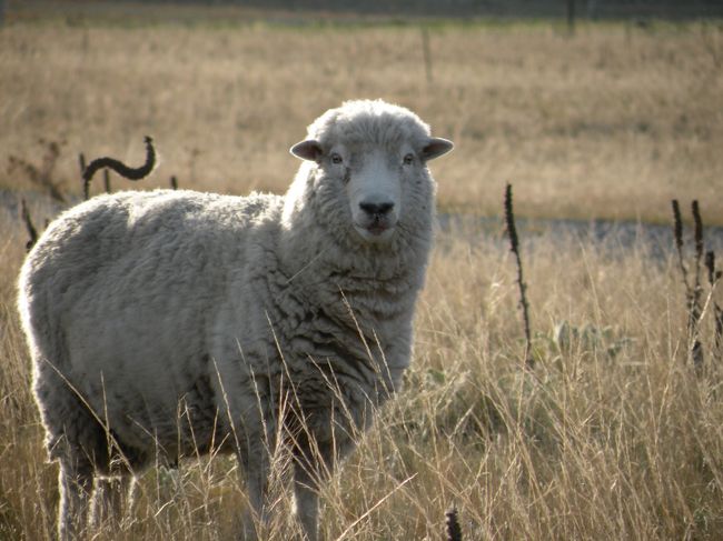 NZといえば、羊かなと思いまして。<br />何かずっとこっち向いてるなぁと思い、撮影。<br />後で見て、顔が怖いなと思いました。<br />とても離れた所から撮影したので<br />どんな顔してるのか分からなかったんですよ。<br />今のカメラは望遠してもぶれなくて優秀。<br /><br /><br />この頃から少しずつ疲れが。<br />思い返せば、留学していた頃の方が<br />日本語をしゃべっていたような気がして。<br />学校や放課後、週末は<br />日本人の友達と遊んでましたからね。<br />突然ずっと英語しか話さない生活になり、<br />どんどん集中力が保てなくなってきていました。<br />良くも悪くもぐっすり眠れるようになりました。<br /><br />