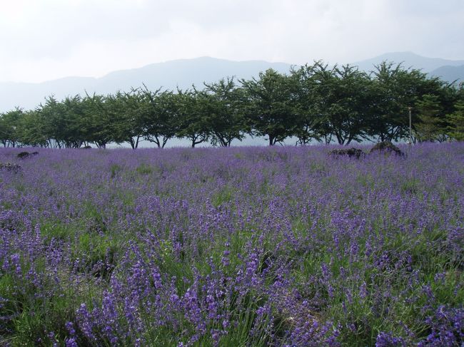 会場に着くと一面にﾗﾍﾞﾝﾀﾞｰが。<br />10万本あるそうです。<br />