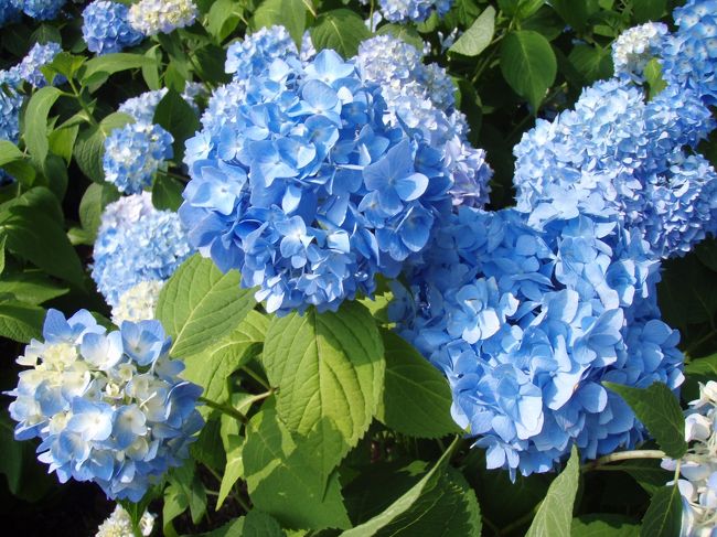 すぐに見終わると思っていたのですが、<br />写真撮ったりしてるうちに時間がたっていました。<br />気付くともう16時過ぎに。<br />ロープウェイに乗るのはやめて、<br />とりあえず本日宿泊先である“湖山亭 うぶや”へ<br />