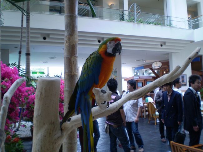 ホテルのロビーには、なぜか鸚鵡がいて、<br />宿泊客の人気者だそうです。<br /><br />ジ〜ッとこの状態を続けているとか・・