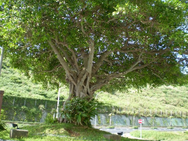 その途中にある木も、南国的です。