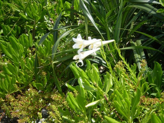 テッポウユリか？<br />沖縄で白百合を見ると、どうしても「ひめゆり<br />部隊」を連想してしまいます。