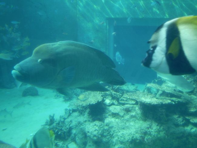 訪れた人は、たいていお目にかかる魚たち。