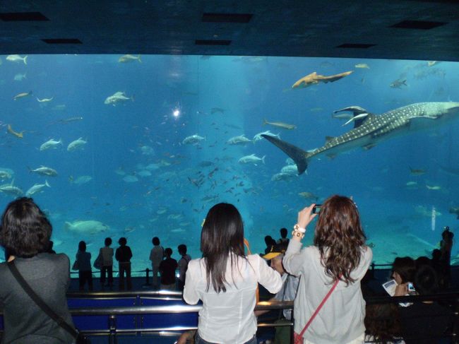 おなじみジンベエくん。<br /><br />水槽と魚たちと、それに見入る人々の後ろ姿が<br />絶妙なバランスを見せる空間ですね。